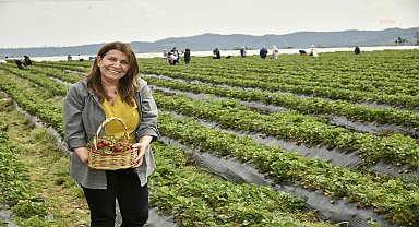 Adana Büyükşehir Belediyesi, yerel ve göçmen gruplara yönelik çilek hasadı gezisi düzenledi