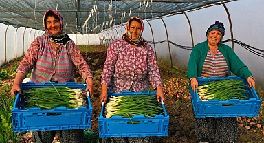 Modern seralardaki verim üreticiyi sevindirdi