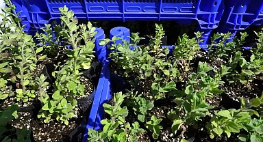 Antalya Büyükşehir Belediyesi'nin Elmalı'da hibe desteği sürüyor