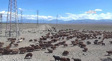 Besiciler Iğdır'da havaların ısınmasıyla birlikte yaylalara göç etmeye başladı