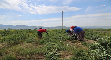 Efeler Belediyesi'nin işlediği Şevketibostanlar hasat edildi