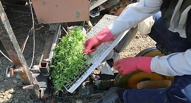 EFELER’DE DOMATES FİDELERİ TOPRAKLA BULUŞTURULDU