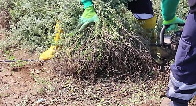 Efeler'de kekik hasadı başladı