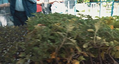 Efes Selçuk'ta sofralar, yurttaşlara dağıtılan fidelerle bereketlenecek