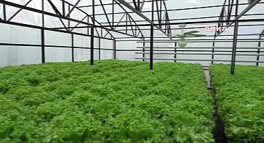 Ekonomik nedenlerle üniversiteyi yarıda bırakan Osman Yazıcı, memleketi Rize'de topraksız tarım yöntemiyle marul üretimine başladı