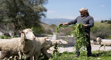 İZMİR’DE KURAKLIĞA VE SUSUZLUĞA DAYANIKLI YEM BİTKİLERİ ÜRETİLİYOR