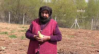 Kars'ta kaz civcivleri yumurtadan çıkmaya başladı