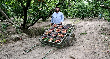 Kuşadası'nda yetişen 'Rıch May' cinsi şeftali, dünyaya ihraç ediliyor