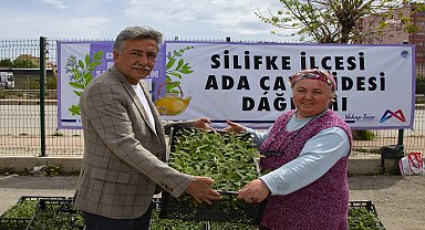 Mersin Büyükşehir'den Silifkeli üreticiye 50 bin adet ada çayı fidesi