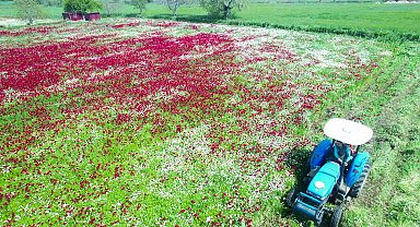 Muğla Büyükşehir Belediyesi, hasat etttiği yem bitkisini üreticiye ücretsiz dağıtacak