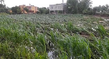 Osmaniye'de etkili olan yağmur nedeniyle bazı bölgelerde tarım arazileri ve evleri su bastı