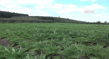 Somalı Çiftçi: "Geçen sene buğdaydan kazandığım parayla tekrar buğday ekemiyordum, enginar ekmeye karar verdim"