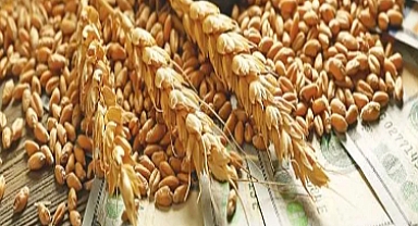 TARGEV Başkanı Sami Doğan: Buğday taban fiyatları üretim maliyeti ve dünya piyasalarındaki fiyatlar dikkate alınarak belirlenmeli