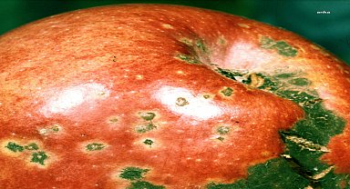 Tarımsal üretimde tahmin ve erken uyarı sistemleri Tepebaşılı üreticilere katkı sağlıyor