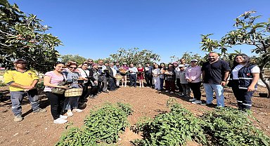 Tarsus Belediyesi'nin hasat ettiği 2 ton yenidünya meyvesi vatandaşlara ücretsiz ulaştırılacak 