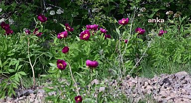 Yozgat'ta halk arasında 'Cehrilik Lalesi' olarak adlandırılan çiçeğin korunması istendi