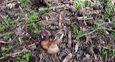 Yozgat'ta vatantaşlar yağışlar sonrası mantar toplamak için ormanlık alanlara akın etti.