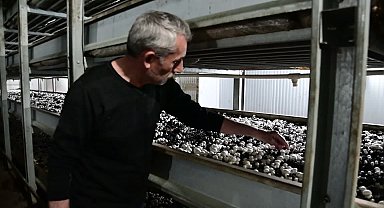 Yozgat'ta verilen desteklerle kültür mantarı üreticiliği arttı