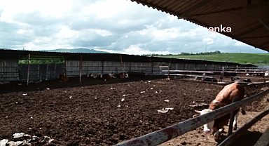 Yozgat'taki canlı hayvan pazarları, çevre illerde görülen şap hastalığı nedeniyle kapatıldı