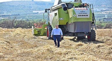 Akhisar belediyesi, karakılçık buğdayını hasat etti