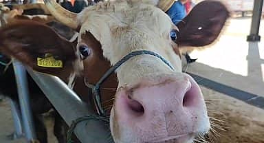 Amasyalı besici: "Baklava nasıl et fiyatını geçer, anlayabilmiş değilim"