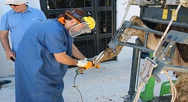 Antalya Büyükşehir Belediyesi'nin besicilere desteği sürüyor