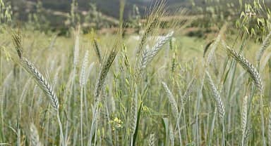 Antalya Büyükşehir Belediyesi'nin hibe ettiği ata tohumları boy verdi