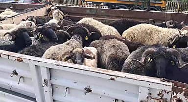 Artvin'den Bursa'ya kurbanlık götüren besici: "Geçen yıl 19 bin liraya kiraladığım yer bu yıl 30 bin lira"
