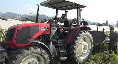 Aydınlı karpuz üreticisi: "Bir römork karpuz dolduruyoruz, işçi yevmilerini karşılamıyor"