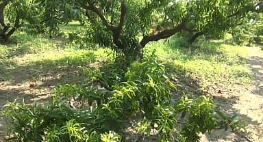 Aydınlı şeftali üreticisi: "Güzelim ağaçları kesmek zorunda kaldık. Artık maliyetini karşılamıyor"