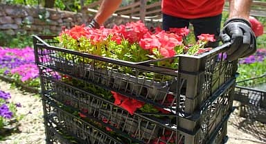 Başkentli kadınların yetiştirdiği mevsimlik çiçekler kenti süslüyor