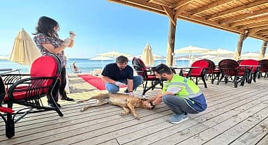 Bodrum Belediyesi'nden sokak hayvanlarına sağlık taraması