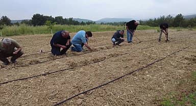 Bornova Belediyesi, coğrafi işaretli Bornova kınalı bamyasını korumak için harekete geçti