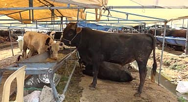 Buca Belediyesi'nde Kurban Bayramı mesaisi