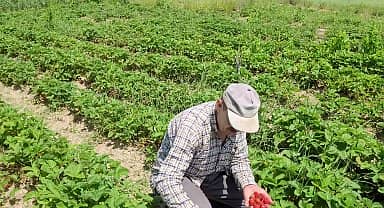 Bursa'da çilek üreticisi isyan etti: "Geçen sene 16 liradan satılan dağ çileği bu sene 7 liraya düştü"