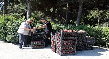 Çerkezköy'de mezarlık ziyaretine gelenlere çiçek dağıtıldı