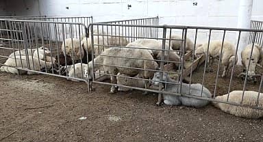 Edremit'te kurban satış ve kesim yerleri belirlendi