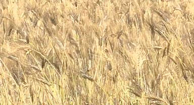 İzmir'de karakılçık buğdayı hasadı