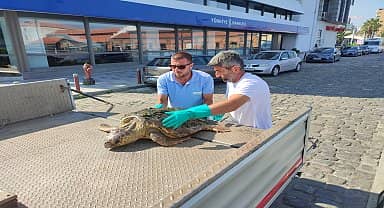 İzmir Körfezi'nde yaralı "caretta caretta" bulundu