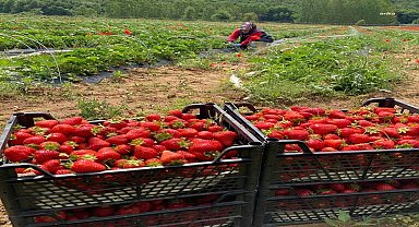 İzmit Belediyesi'nin çilek hasadı ertelendi