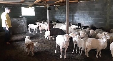 Kadirlili besici: "Eskiden bayrama bir ay kala kurbanlık kalmıyordu. Şimdi 'kredi kartı geçerli mi? Kaç taksit yapıyorsunuz' diye soruyorlar. Durumlar çok kötü"