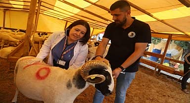 Kartal'da Kurban Bayramı hazırlıkları devam ediyor 