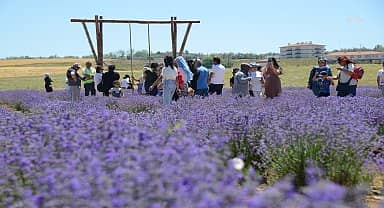 Kırşehir Belediyesi 3. Lavanta Şöleni pazar günü yapılacak