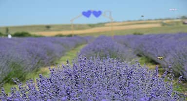 Kırşehir Belediyesi 'lavanta şöleni' düzenledi