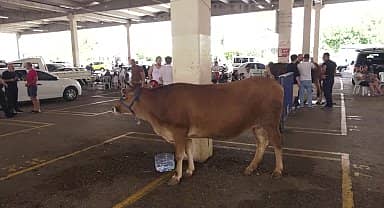 Konyaaltı Belediyesi'nden ücretsiz kurban kesim hizmeti
