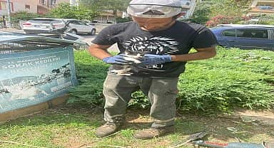 Marmaris Belediyesi ekipleri yavru kediyi kurtardı