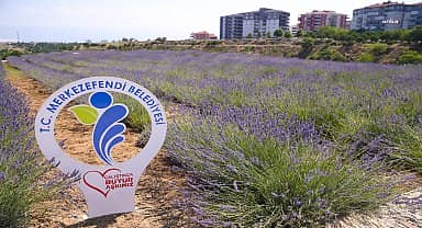 Merkezefendi Belediyesi'nin lavanta bahçesi ziyaretçilerini ağırlıyor