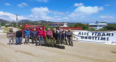 Mersin Büyükşehir'den alıç fidanı dağıtımı
