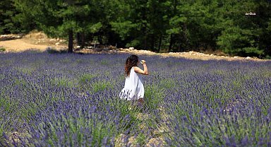 Muğla Büyükşehir Belediyesi'nin lavanta bahçesi ziyarete açılıyor