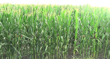 Osmaniyeli çiftçi: "Günümde suyumu alamadığım için çakmam ile sulamaya çalışıyorum. Çakmayla mısır sulanmaz"